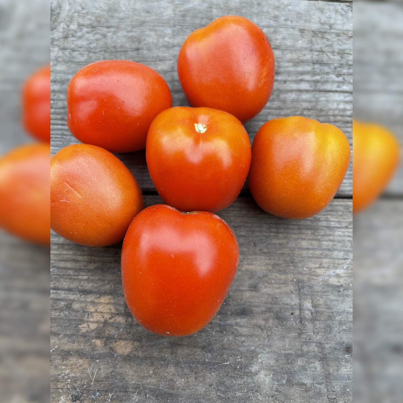 BIO Tomatensamen Set