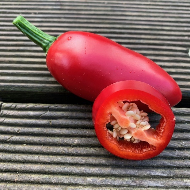 Jalapeno Samen "Concho" (samenfest & BIO)