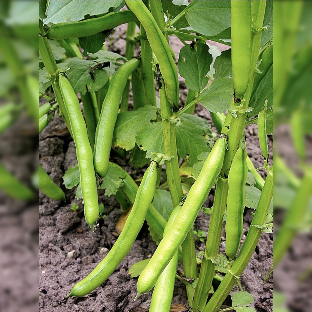 Dicke Bohnen "Eleonora" (samenfest & BIO)