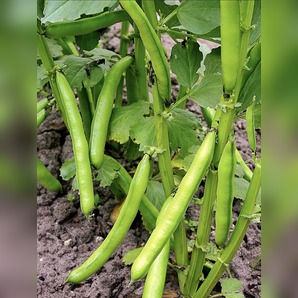 Dicke Bohnen "Eleonora" (samenfest & BIO)