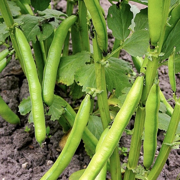 Dicke Bohnen "Eleonora" (samenfest & BIO)