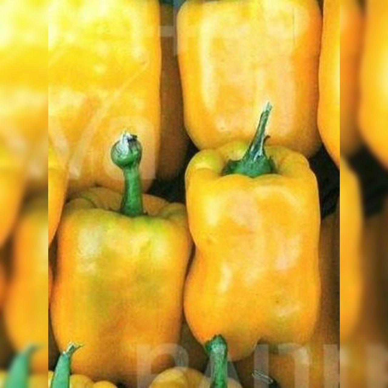 Anzucht-Set "Blockpaprika" [17, 22]