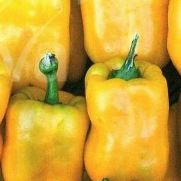 Anzucht-Set "Blockpaprika" [17, 22]