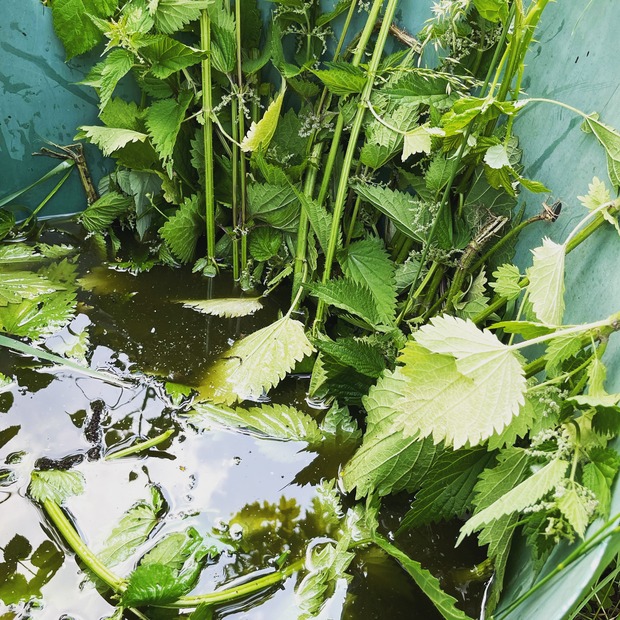 Brennnesseljauche - Bio Flüssigdünger 250 ml