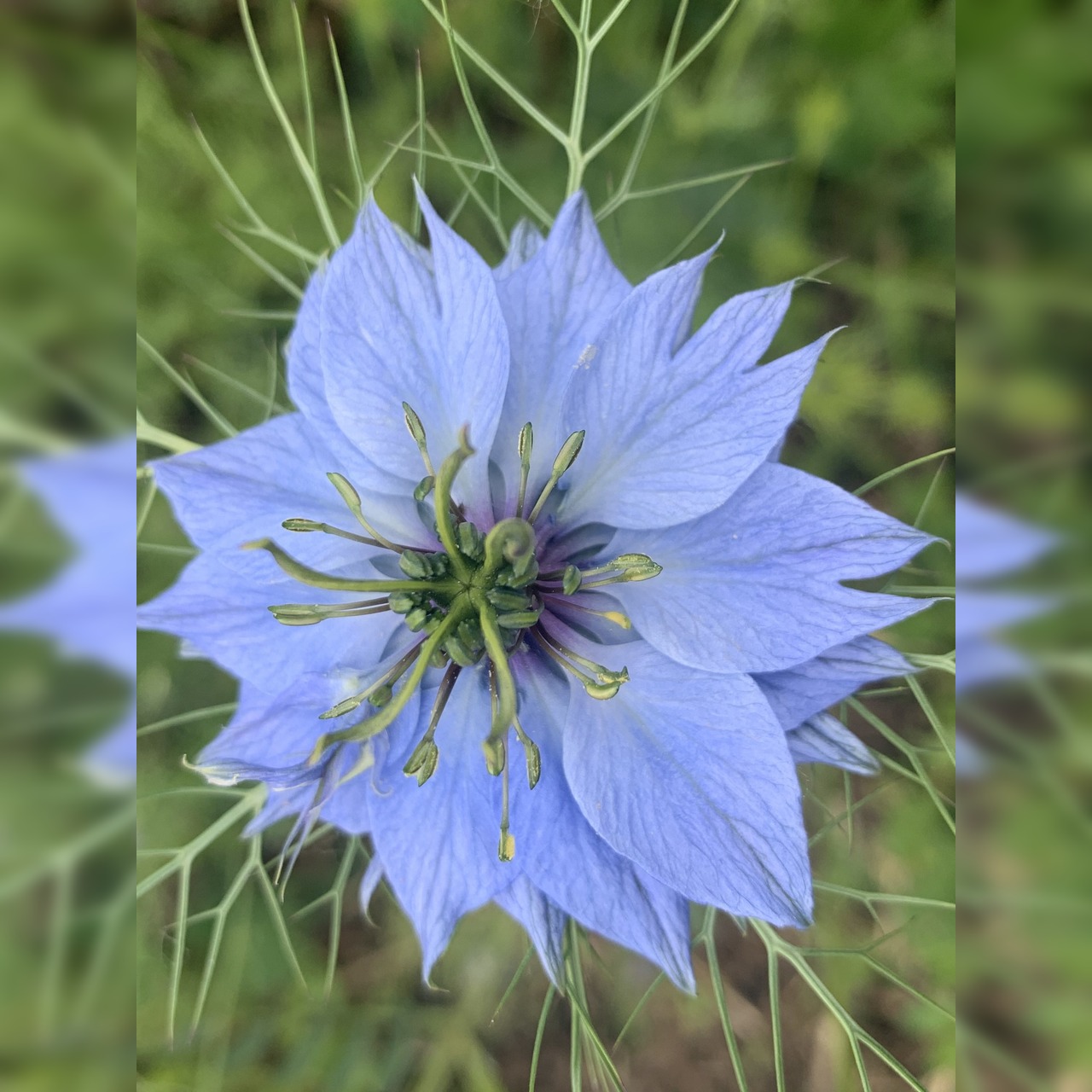 "Jungfer im Grünen" - BIO- Blumensamen [samenfest]
