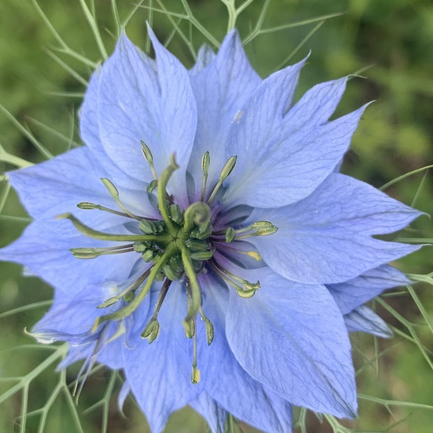 "Jungfer im Grünen" - BIO- Blumensamen [samenfest]