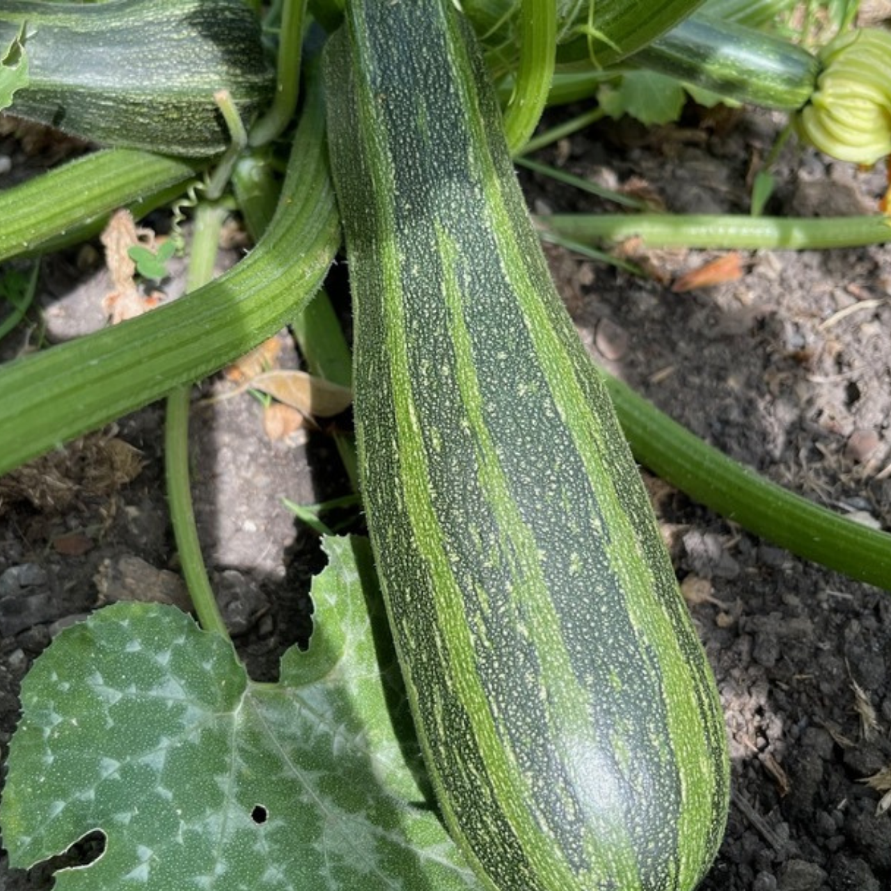 Zucchini "Cocozelle von Tripolis" - BIO-Samen [samenfest]
