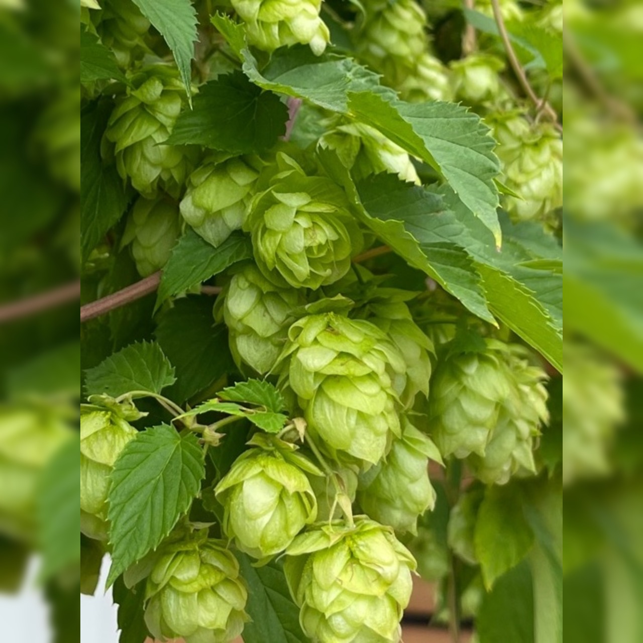 Echter Hopfen - BIO-Hopfensamen [samenfest]