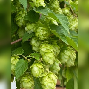 Echter Hopfen - BIO-Hopfensamen [samenfest]