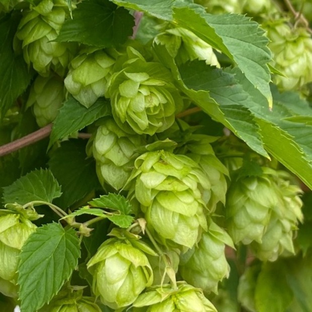 Echter Hopfen - BIO-Hopfensamen [samenfest]