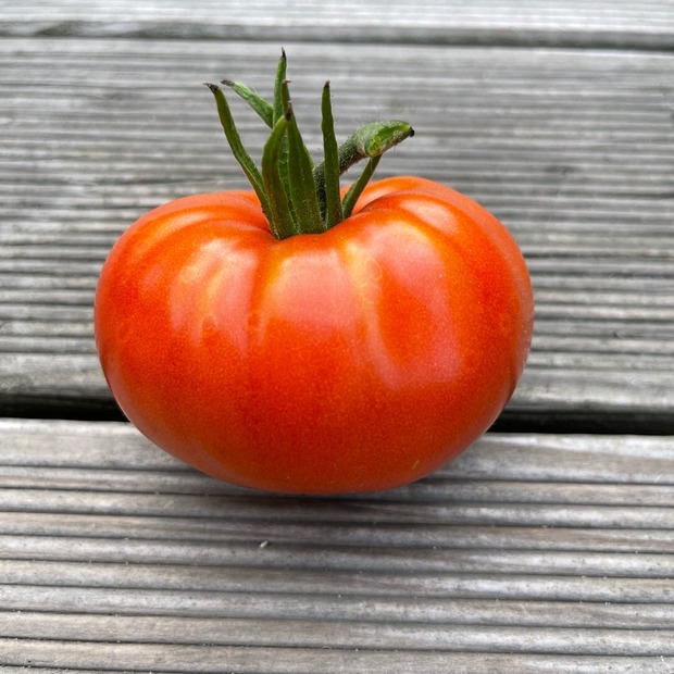 Tomate "Brandywine Rot" - BIO-Tomatensorte [samenfest]