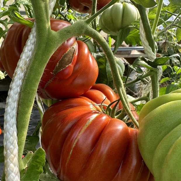 Tomate "Fleur de Reagir" - BIO-Tomatensorte [samenfest]