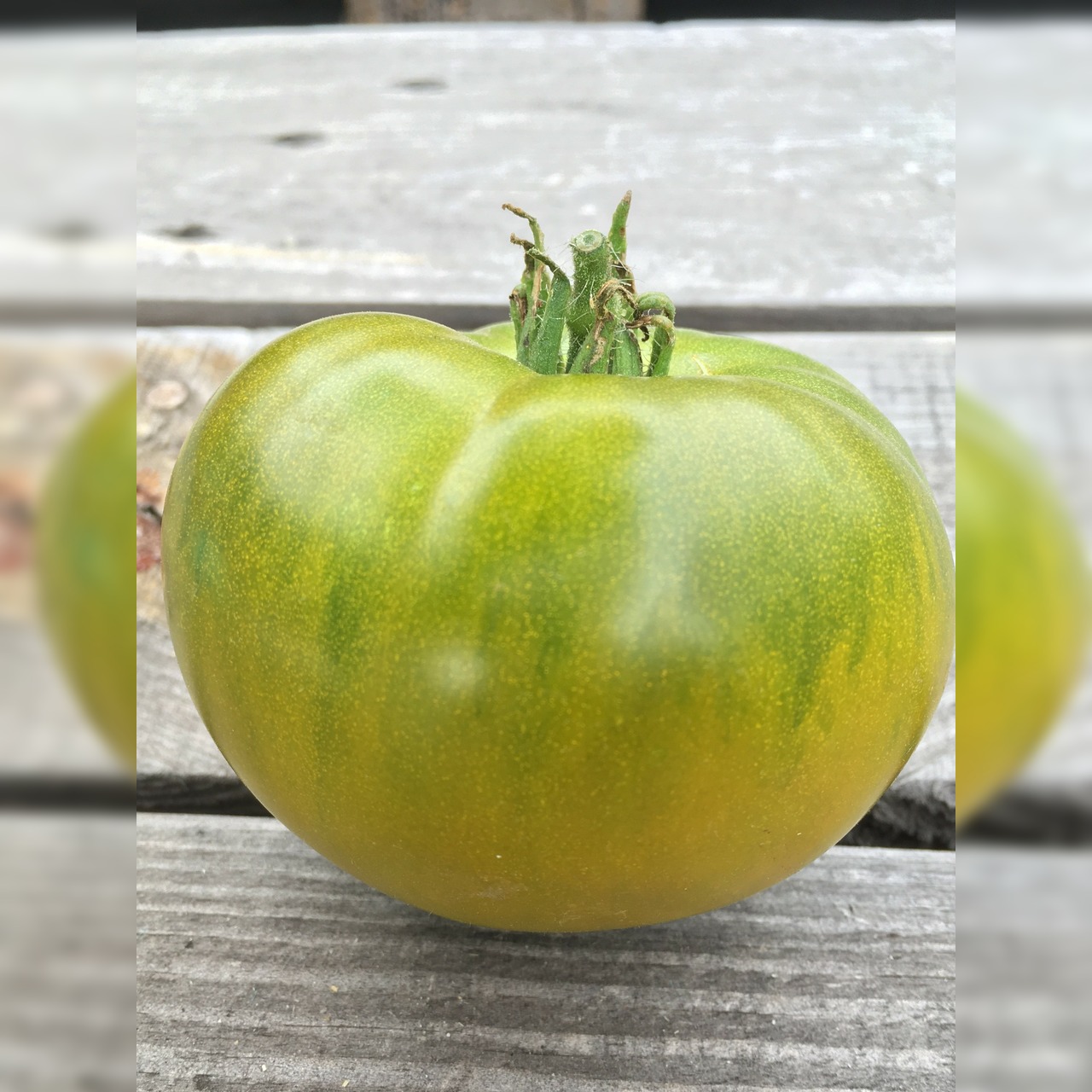 BIO Tomatensamen Set