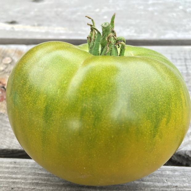 BIO Tomatensamen Set