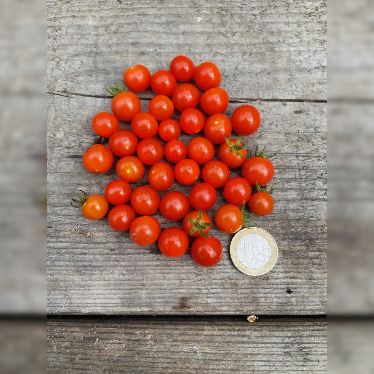 BIO Tomatensamen Set