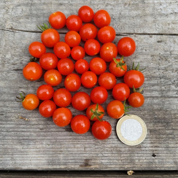 BIO Tomatensamen Set
