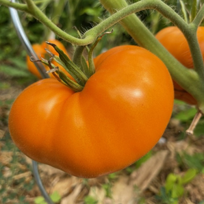 Tomate "Orange Queen" - BIO-Tomatensorte [samenfest]