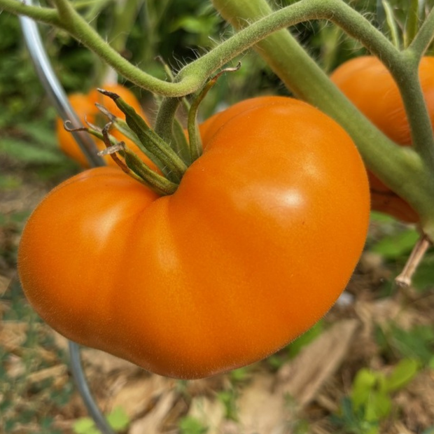 Tomate "Orange Queen" - BIO-Tomatensorte [samenfest]