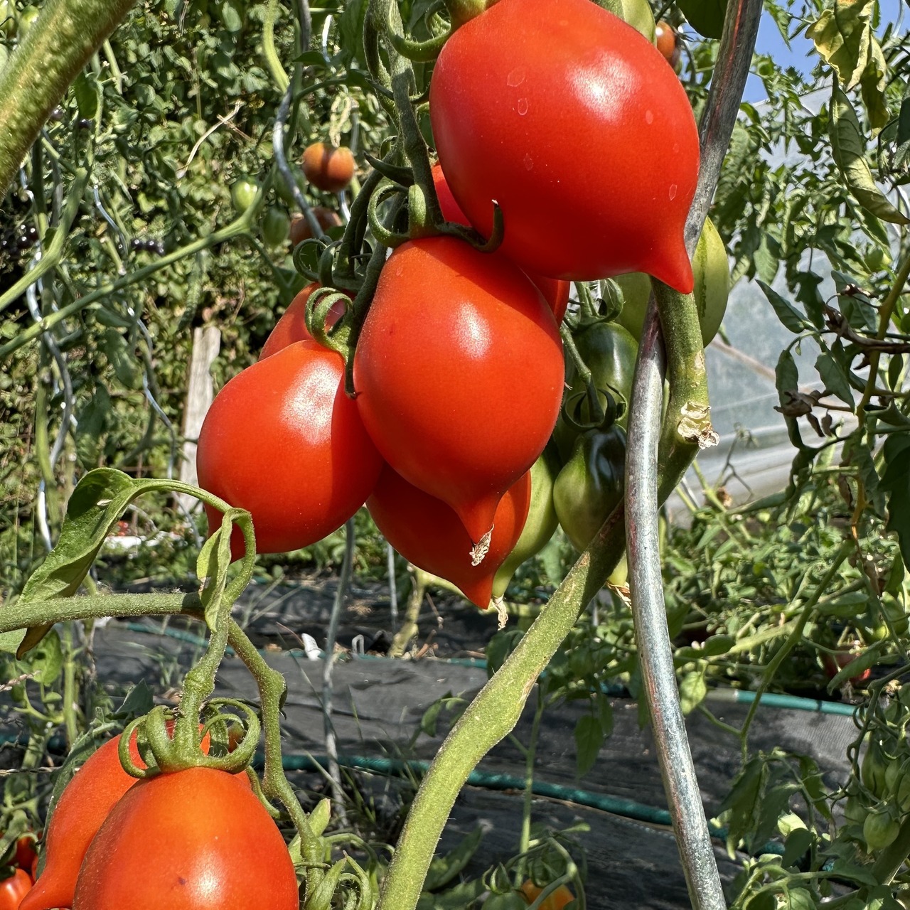 Tomate "italienische Wintertomate" - BIO-Tomatensorte