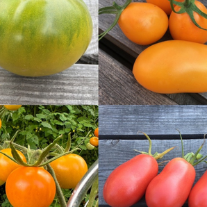 BIO Tomatensamen Set