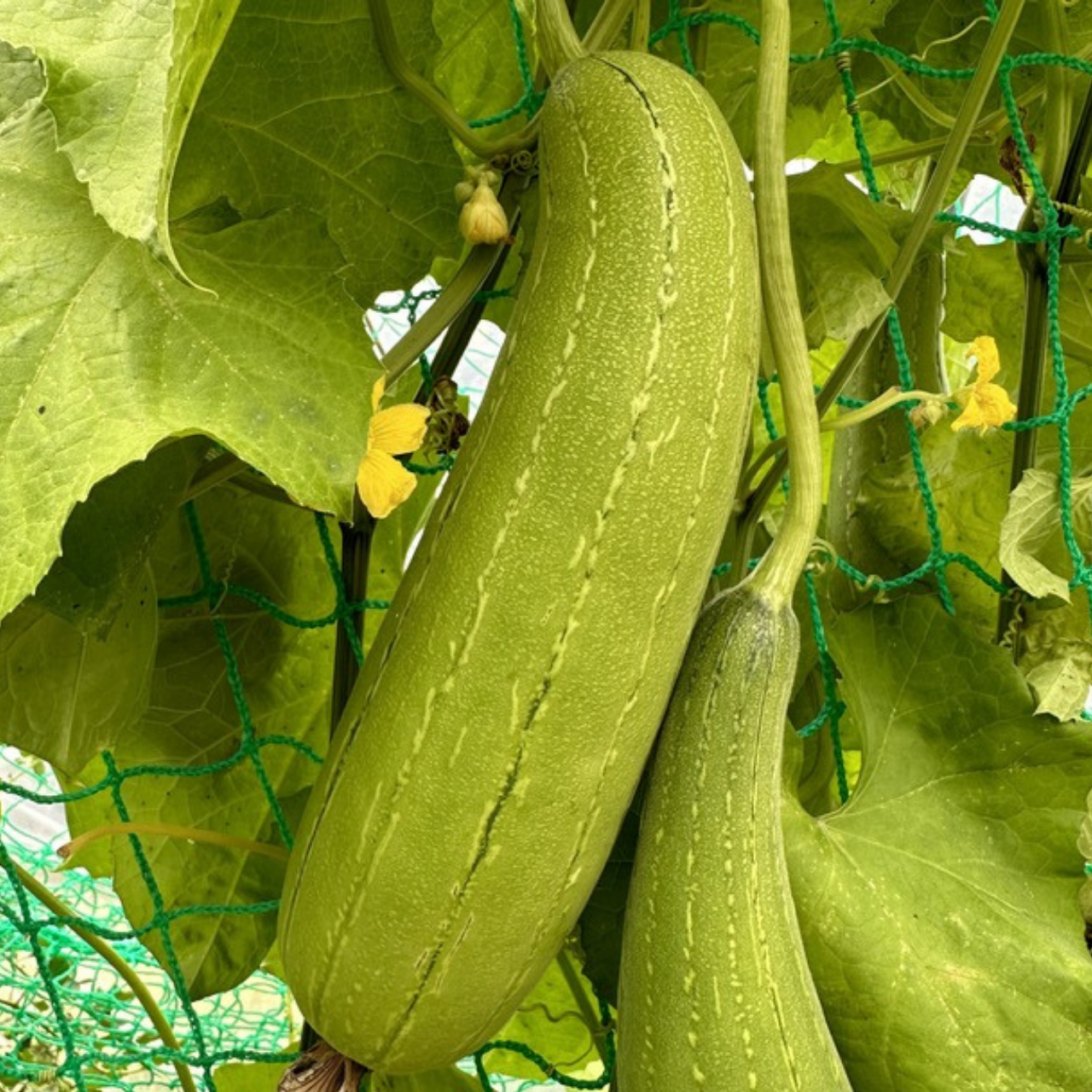 Schwammgurke "Luffa-Gurke" Bio-Freilandgurke (samenfest)