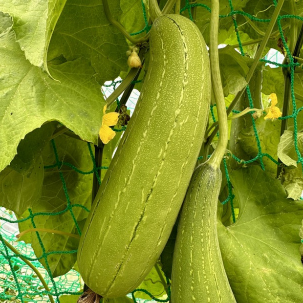 Schwammgurke "Luffa-Gurke" Bio-Freilandgurke (samenfest)