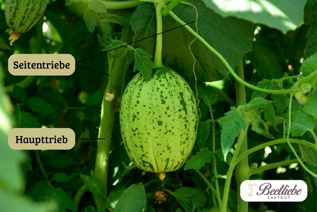 Wassermelone ausgeizen, entspitzen, schneiden