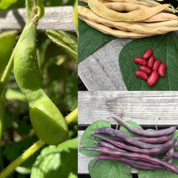 Gemüsesamen-Set "Gartenbohnen" - 3 BIO-Bohnensorten [samenfest]