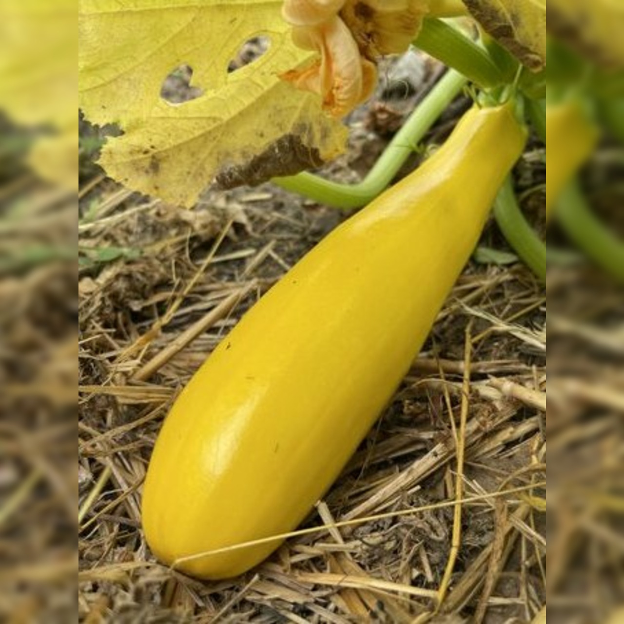 Anfängergemüse-Set - 12 BIO-Sorten [samenfest]