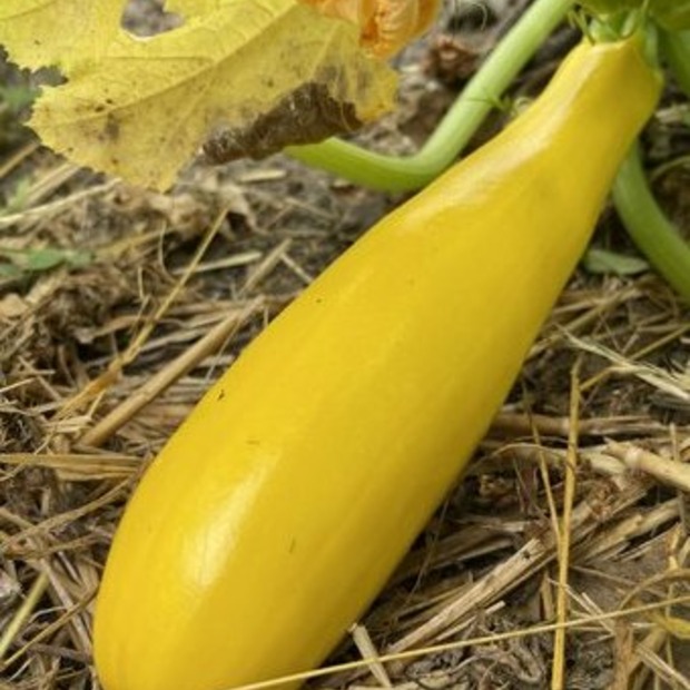 Anfängergemüse-Set - 12 BIO-Sorten [samenfest]