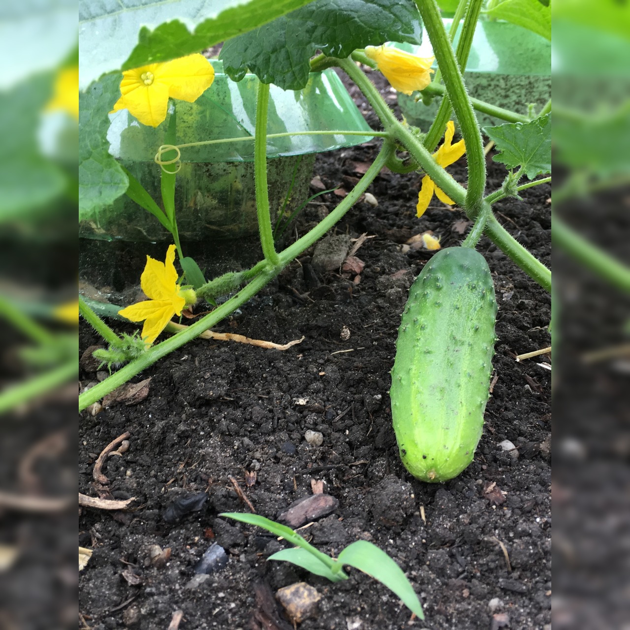 Gurke "Persika" - BIO-Gurkensamen [samenfest]