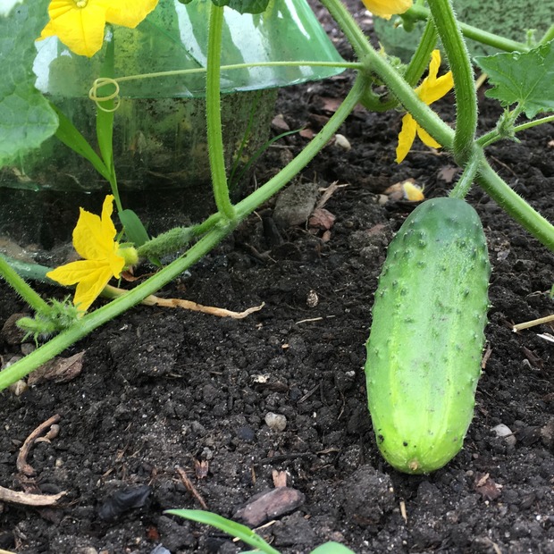 Gurke "Persika" - BIO-Gurkensamen [samenfest]