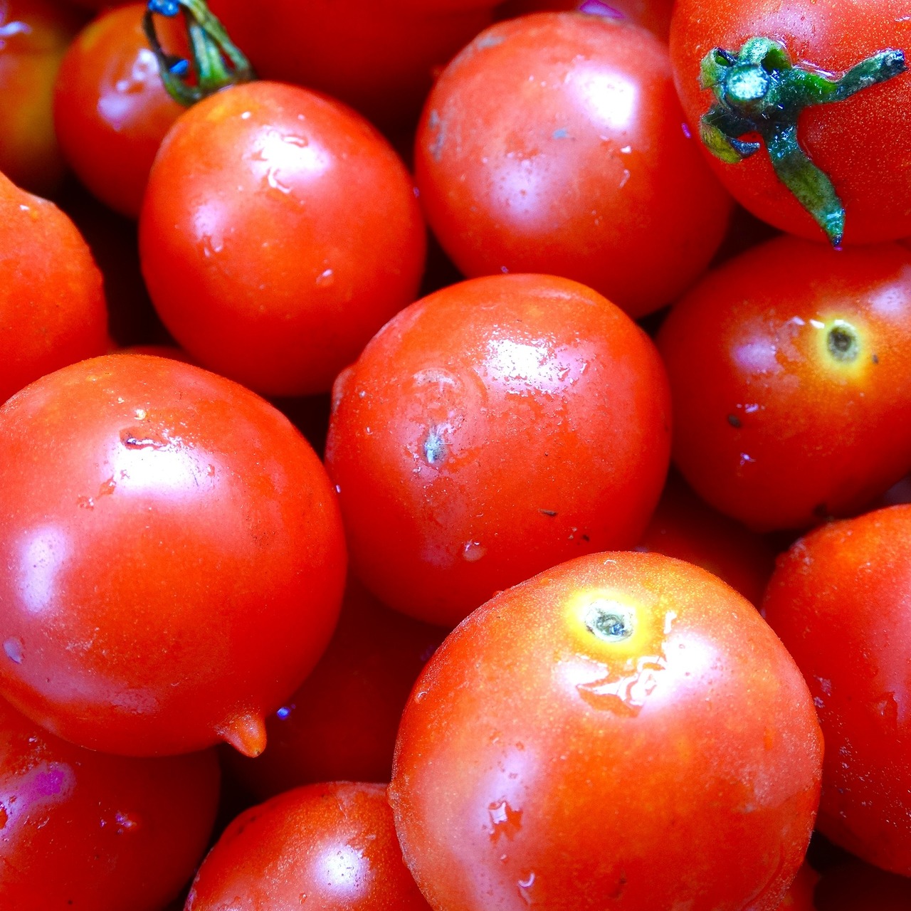 Tomate „Deutsche Riesentraube“ - BIO Tomatensorte