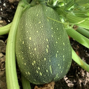 Zucchini "Tondo chiaro di Nizza" - BIO-Zucchinisorte (samenfest)