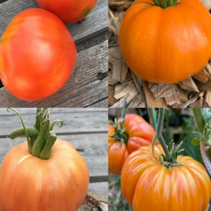 BIO Tomatensamen Set