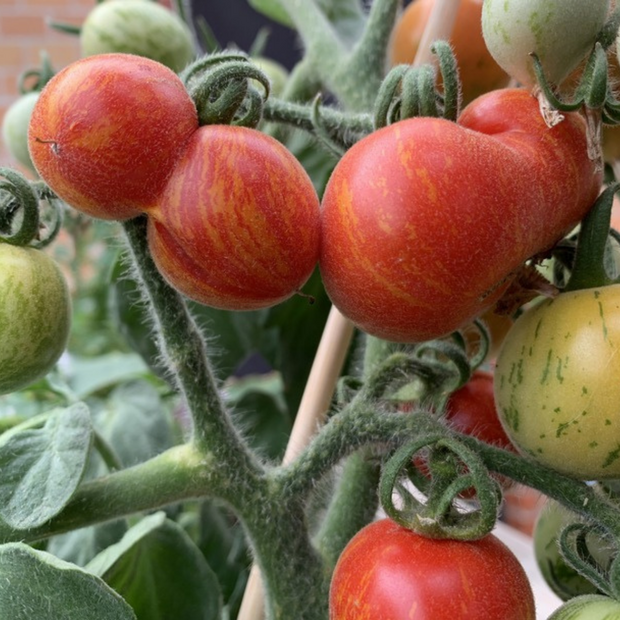 Tomate "Fuzzy Wuzzy" - BIO-Tomatensorte [samenfest]