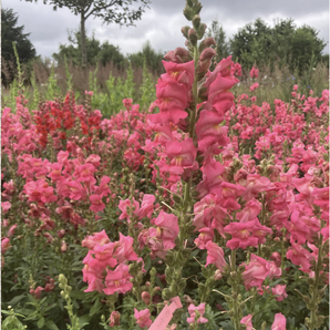 Löwenmäulchen rosa - BIO-Blumensamen