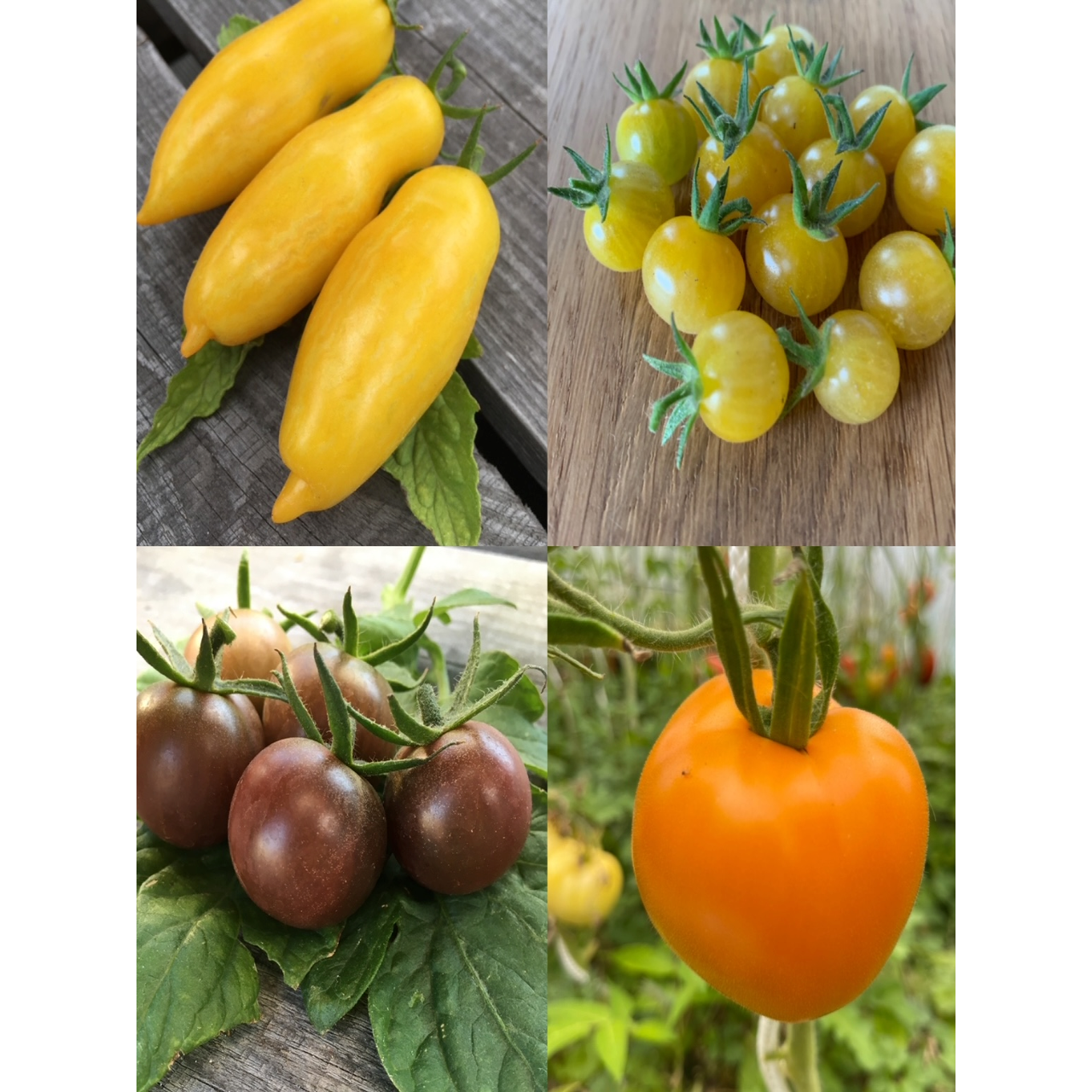 BIO Tomatensamen Set klein