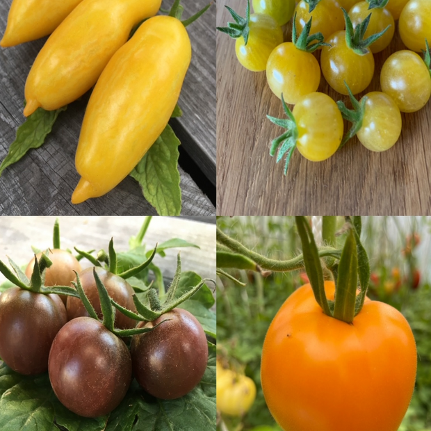 BIO Tomatensamen Set klein