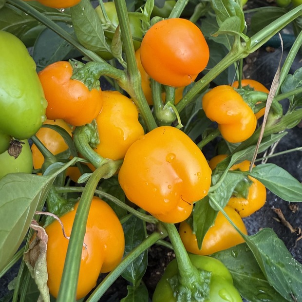 Paprika "Sweet Julie" - BIO-Snackpaprika [samenfest]