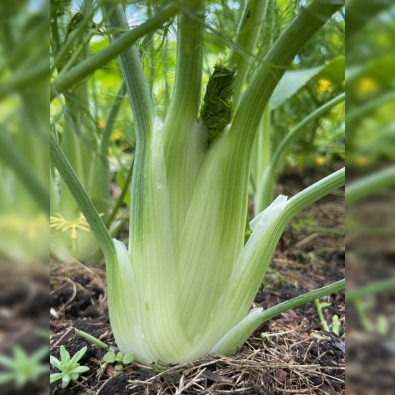 Knollenfenchel Samen "Selma" (samenfestes & BIO)