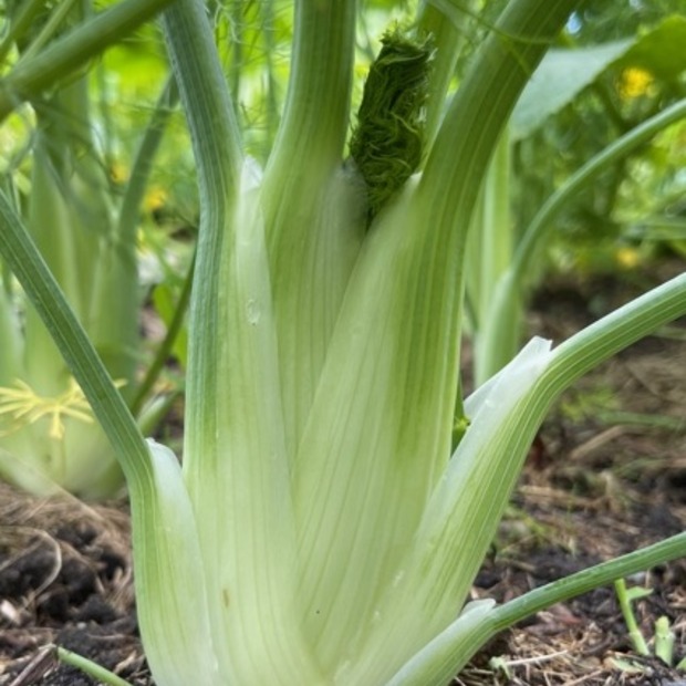 Knollenfenchel Samen "Selma" (samenfestes & BIO)