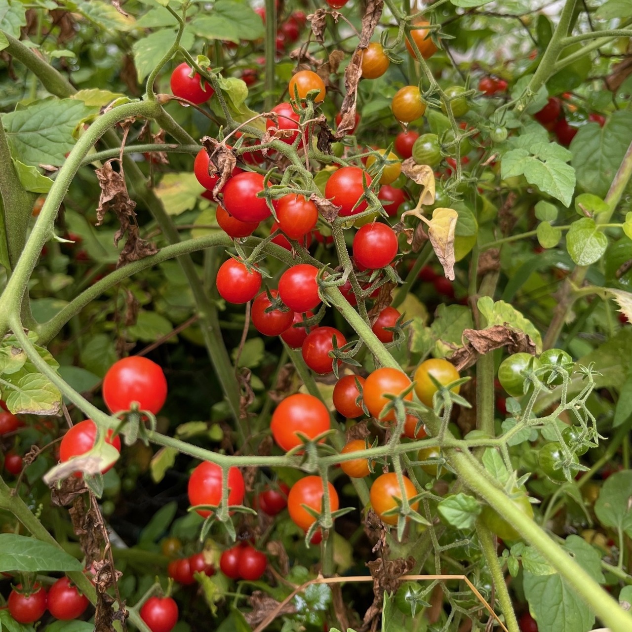 Tomate "Johannisbeertomate" - BIO-Tomatensorte (samenfest)