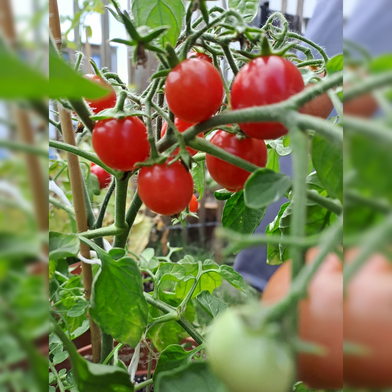 BIO Tomatensamen Set