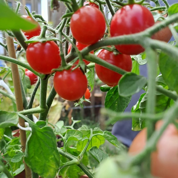 BIO Tomatensamen Set