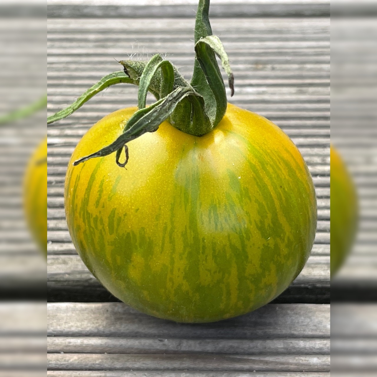 BIO Tomatensamen Set mittel