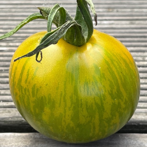 BIO Tomatensamen Set mittel