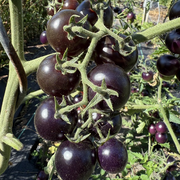 Tomate "Dancing with Smurfs" - BIO-Tomatensorte [samenfest]