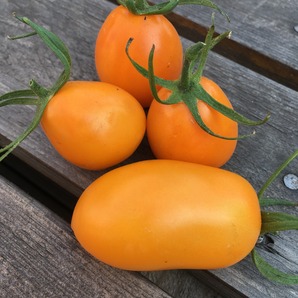 Tomate "Fonarik" - BIO-Tomatensorte [samenfest]