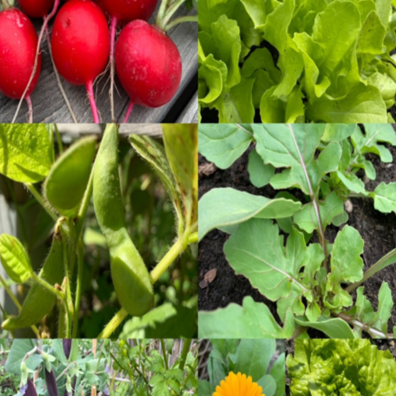 Gemüsesamen-Set "Schwachzehrer fürs Hochbeet" - 8 BIO-Sorten [samenfest]